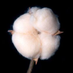 A close-up of a cotton boll with fluffy white fibers, attached to a brown stem, set against a black background.