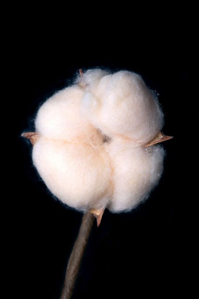 A close-up of a cotton boll with fluffy white fibers, attached to a brown stem, set against a black background.