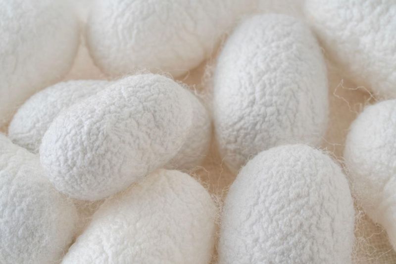 Close-up view of several white silk cocoons with a soft, fuzzy texture. The cocoons are oval-shaped and closely packed together, filling the entire frame.