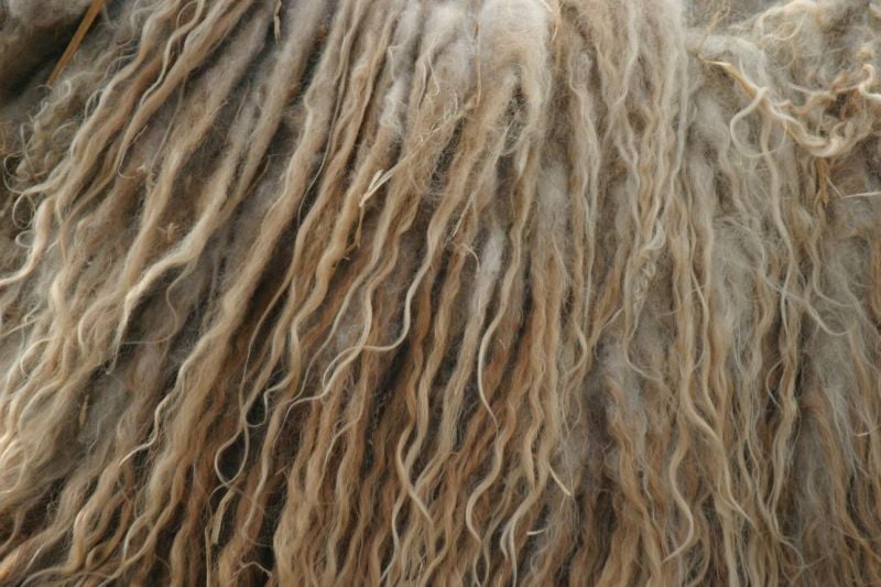 Close-up of long, wavy, and matted light brown and cream-colored animal fur or wool, with a textured, tangled appearance.