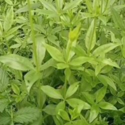 Madder Plant Green leafy plants with slender stems and elongated leaves growing densely together, creating a lush and vibrant patch of foliage.