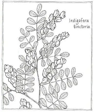 Black and white line drawing of an Indigofera tinctoria plant with clusters of small flowers and compound leaves. The plant name is handwritten in the upper right corner.